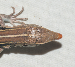 Pholidoscelis auberi