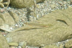 Opsariichthys evolans