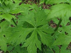 Aconitum sczukinii