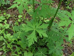 Aconitum sczukinii
