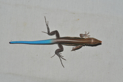 Pholidoscelis auberi