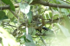 Dendrocitta formosae