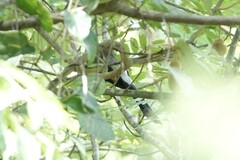 Dendrocitta formosae