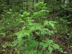 Aconitum sczukinii
