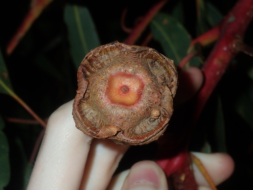 Image of Eucalyptus erythrocorys by (c) Thomas Mesaglio, some rights reserved (CC BY)