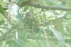 Dendrocitta formosae