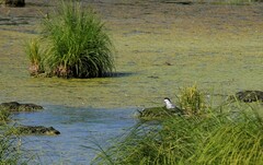Sterna hirundo longipennis