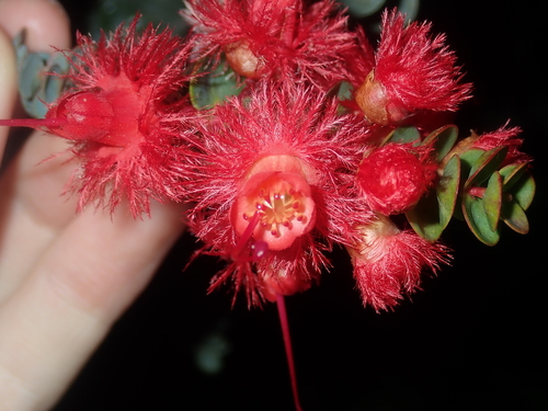 Image of Verticordia grandis by (c) Thomas Mesaglio, some rights reserved (CC BY)