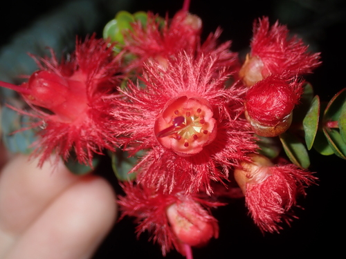 Image of Verticordia grandis by (c) Thomas Mesaglio, some rights reserved (CC BY)