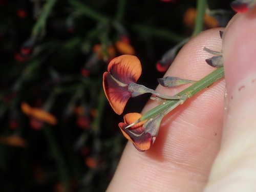 Image of Daviesia divaricata by (c) Thomas Mesaglio, some rights reserved (CC BY)