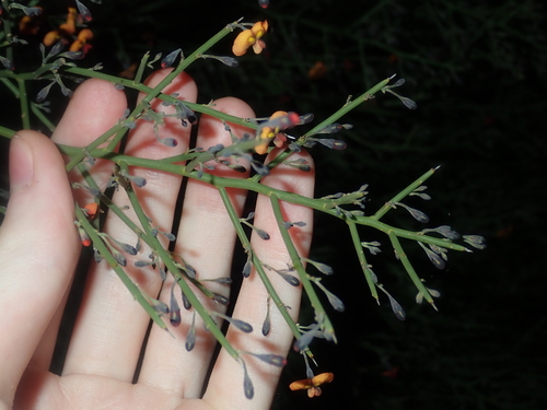 Image of Daviesia divaricata by (c) Thomas Mesaglio, some rights reserved (CC BY)