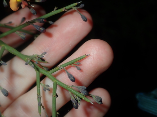 Image of Daviesia divaricata by (c) Thomas Mesaglio, some rights reserved (CC BY)