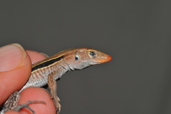 Pholidoscelis auberi