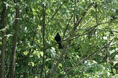 Dicrurus hottentottus