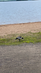 Branta leucopsis
