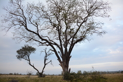 Lannea schweinfurthii