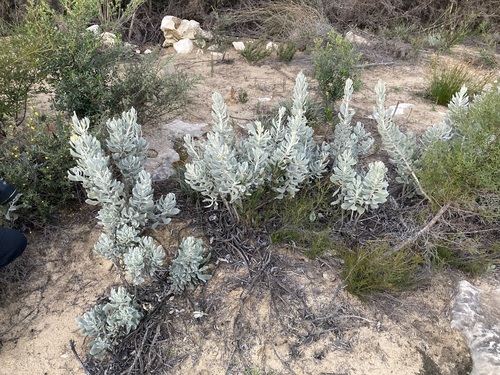 Image of Common Verreauxia (Goodenia reinwardtii) by (c) Thomas Mesaglio, some rights reserved (CC BY)