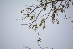 Lannea schweinfurthii