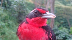 Rhodinocichla rosea