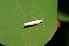 Ypsolopha blandella