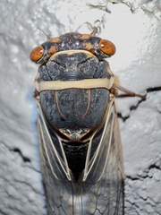 Diceroprocta apache
