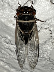 Diceroprocta apache