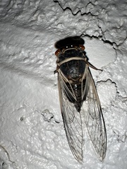 Diceroprocta apache