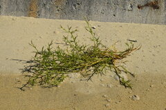Salsola komarovii