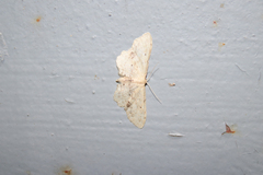 Idaea dimidiata