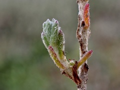 Sclerolaena stelligera
