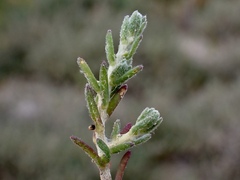 Sclerolaena stelligera