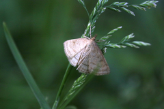 Psammotis pulveralis