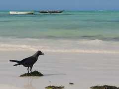Corvus splendens
