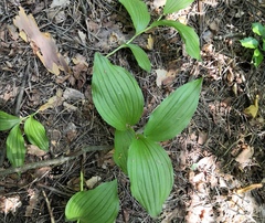 Cypripedium calceolus