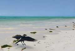 Corvus splendens