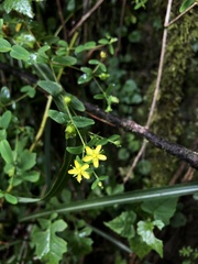 Hypericum taihezanense