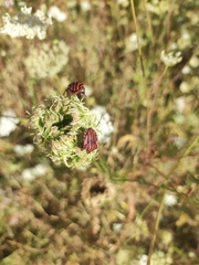 Graphosoma italicum italicum