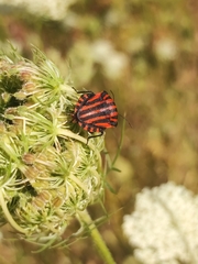 Graphosoma italicum italicum