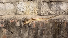 Funambulus pennantii