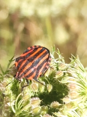 Graphosoma italicum italicum
