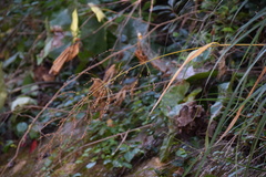 Phaenosperma globosum