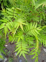 Sorbaria tomentosa