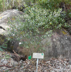 Philotheca myoporoides