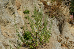 Atriplex subcordata