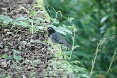 Turdus cardis