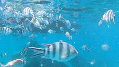 Abudefduf sexfasciatus