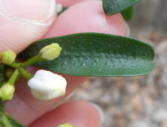 Philotheca myoporoides