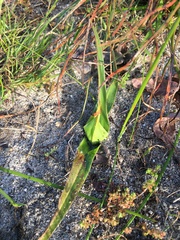 Colchicum eucomoides