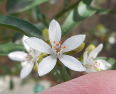 Philotheca myoporoides