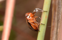 Phylloscelis atra
